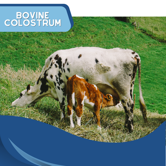 Everything to Know About Bovine Colostrum